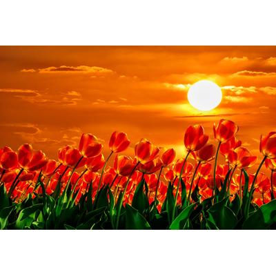 Fototapete PAPERMOON "Rote Tulpen", bunt, B:4m L:2,6m, Vlies, Tapeten