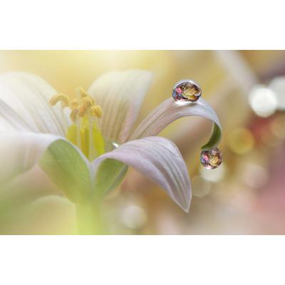 Fototapete PAPERMOON "Zen Wassertropfen mit Blume Makro", bunt, B:2m L:1,49m, Vlies, Tapeten