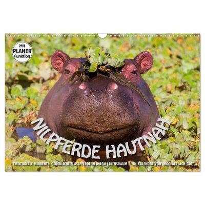 Emotionale Momente: Nilpferde hautnah (Wandkalender 2027 DIN A3 quer), CALVENDO Monatskalender
