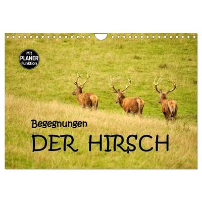 Begegnungen. DER HIRSCH (Wandkalender 2026 DIN A4 quer), CALVENDO Monatskalender