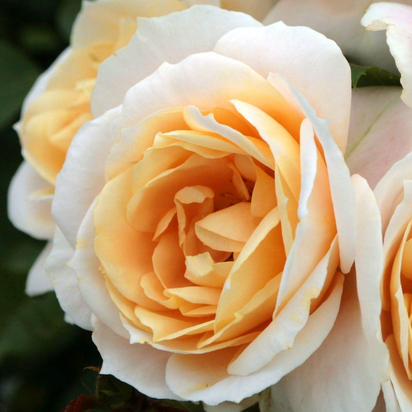 Dutch Bulbs Exclusieve Rozenplant Crème - Winterharde Meerjarige Vaste Plant voor Tuin of Pot