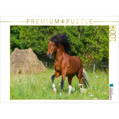 CALVENDO Puzzle Welsh Pony | 1000 Teile Lege-Größe 64x48cm Foto-Puzzle für glückliche Stunden