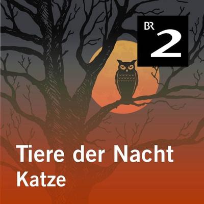 Tiere der Nacht: Katze - Silke Wolfrum, Audio, 4057664414199