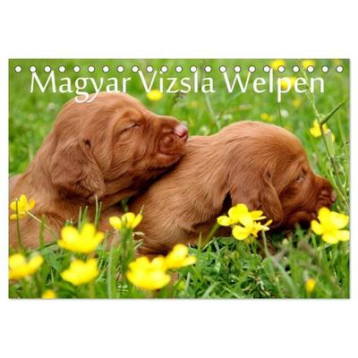 Magyar Vizsla Welpen (Tischkalender 2027 DIN A5 quer), CALVENDO Monatskalender