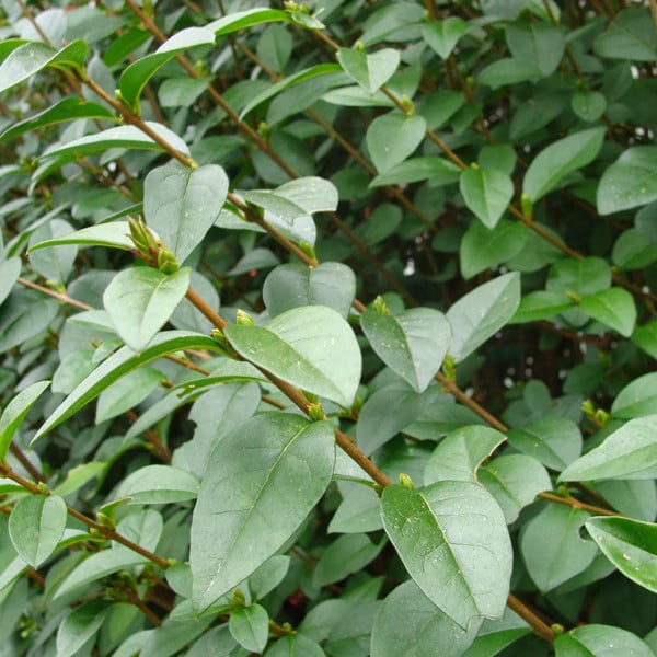 2 x Liguster met ovale bladeren Ligustrum ovalifolium Arborix, 60-80 cm