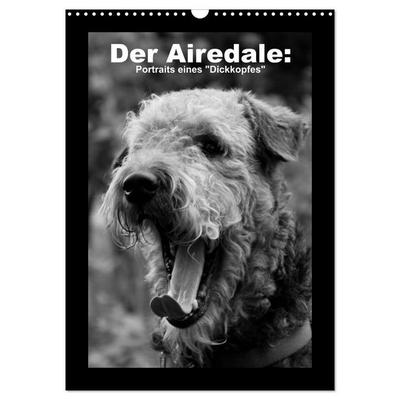 Der Airedale: Portraits eines 'Dickkopfes' (Wandkalender 2026 DIN A3 hoch), CALVENDO Monatskalender