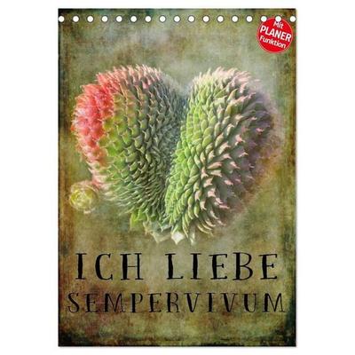 Ich liebe Sempervivum (Tischkalender 2027 DIN A5 hoch), CALVENDO Monatskalender