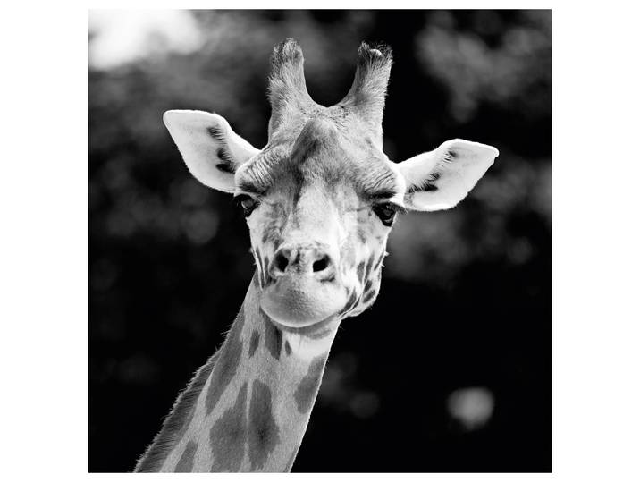 Alubild Giraffe image LAND