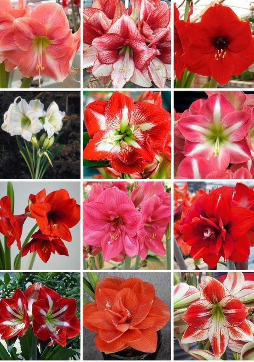 Amaryllis Mystery Mix 5 stuks - Hippeastrum bloembollen