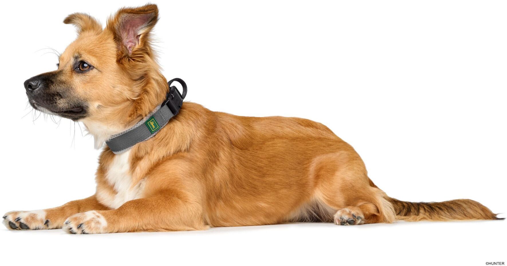 DOG SPORT HUNTER Halsung Maldon L, hellgrau/grau