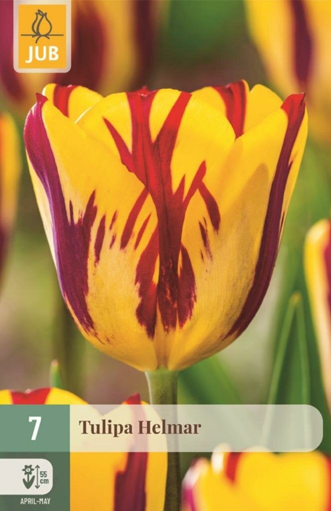 Tulipa Helmar JUB Tulp bloembollen, 7 stuks