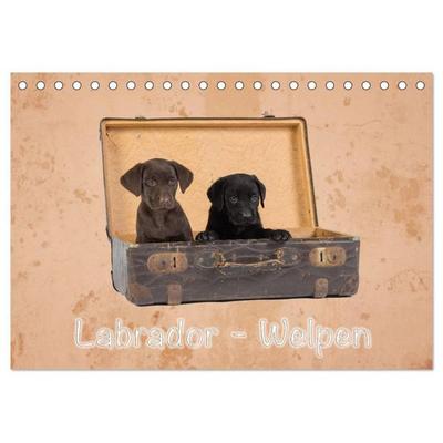 Labrador - Welpen (Tischkalender 2027 DIN A5 quer), CALVENDO Monatskalender