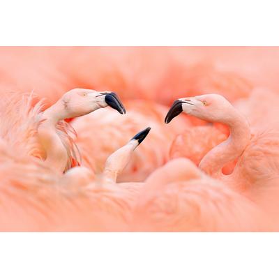 Fototapete PAPERMOON "Flamingos", bunt, B:3m L:2,23m, Vlies, Tapeten