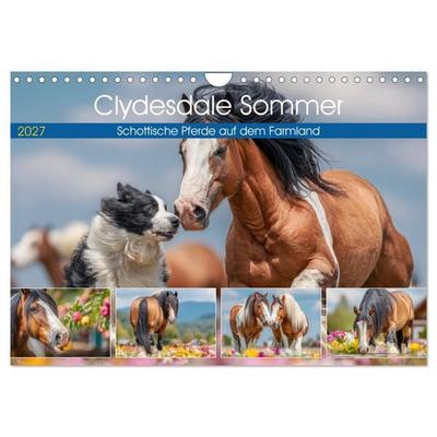 Clydesdale Sommer. Schottische Pferde auf dem Farmland (Wandkalender 2027 DIN A4 quer), CALVENDO Monatskalender