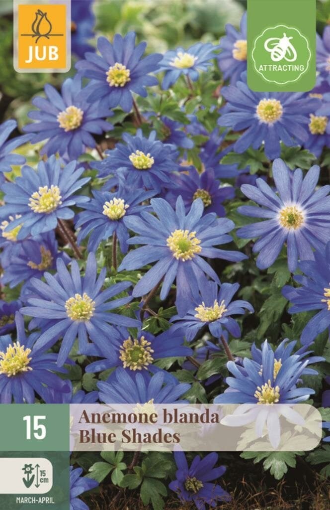 Anemoon Blanda Blue Shades - 15 bollen