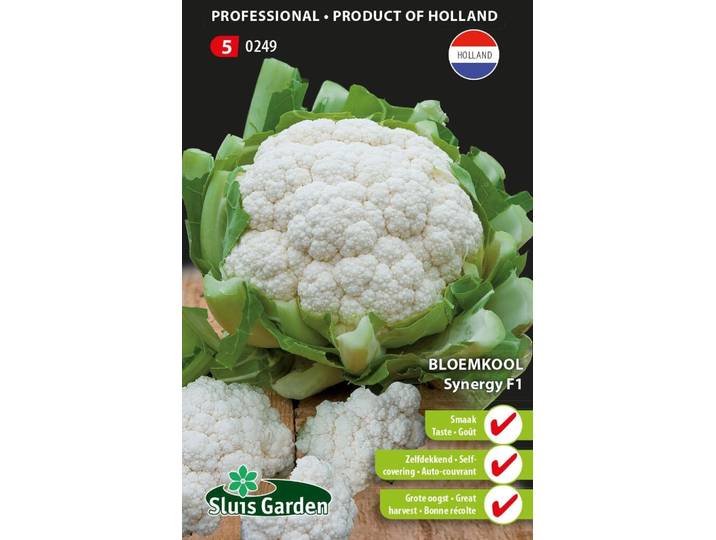 Bloemkool Synergy F1 zaden