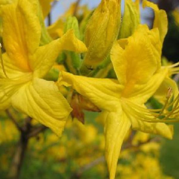 Azalea Knaphill Gelb in pot 40-50 cm van Arborix