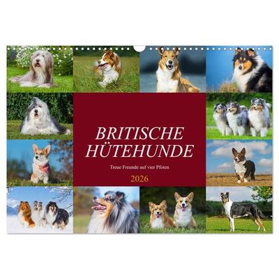 Britische Hütehunde - Treue Freunde auf vier Pfoten (Wandkalender 2026 DIN A3 quer), CALVENDO Monatskalender