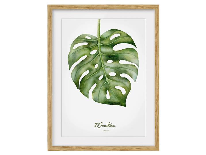 Bild Aquarell Botanik Monstera IV Teilmassivholz Eiche, naturbelassen Grün 50 x 70cm