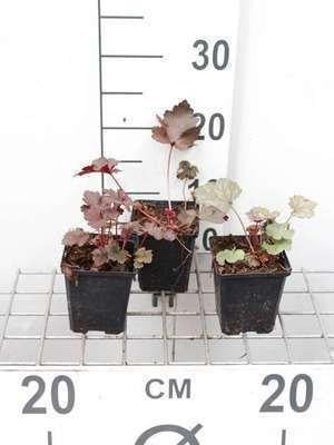 6 x Heuchera hybr. Black Beauty purperkleurige korrelbloem pot 9 x 9 cm - GRDplanten