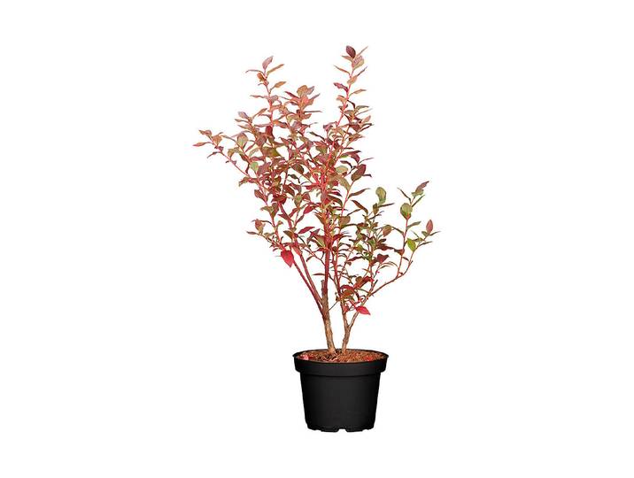 Heidelbeere Bluecrop Ø 22 cm