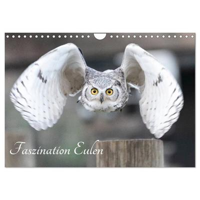 Faszination Eulen (Wandkalender 2027 DIN A4 quer), CALVENDO Monatskalender