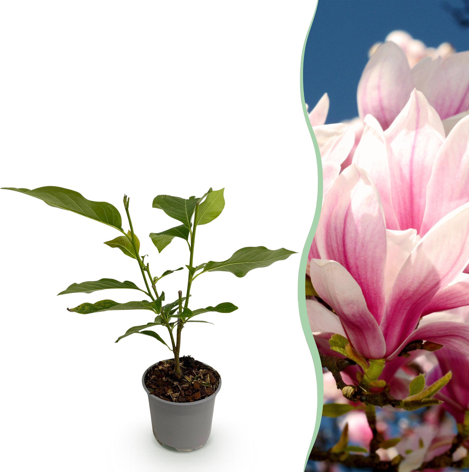 Magnolia soulangeana Tuinplant - Roze Bloem - Bladverliezend - Hoogte: 30 cm, Diameter: 12 cm - Pflanzenboutique