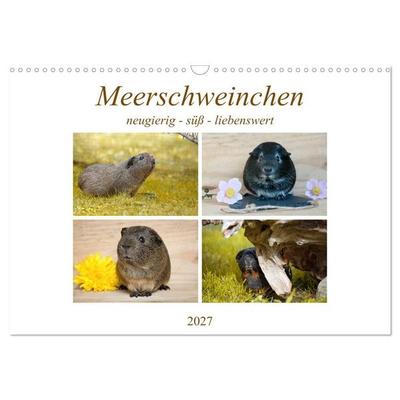 MEERSCHWEINCHEN neugierig - süß - liebenswert (Wandkalender 2027 DIN A3 quer), CALVENDO Monatskalender