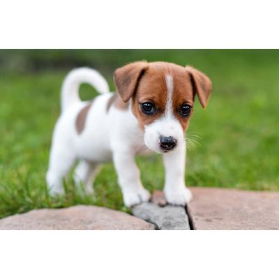 Fototapete PAPERMOON "JACK RUSSEL-WELPE TERRIER HUND WIESE PARK LANSSCHAFT", bunt, B:2,5m L:1,86m, Vlies, Tapeten