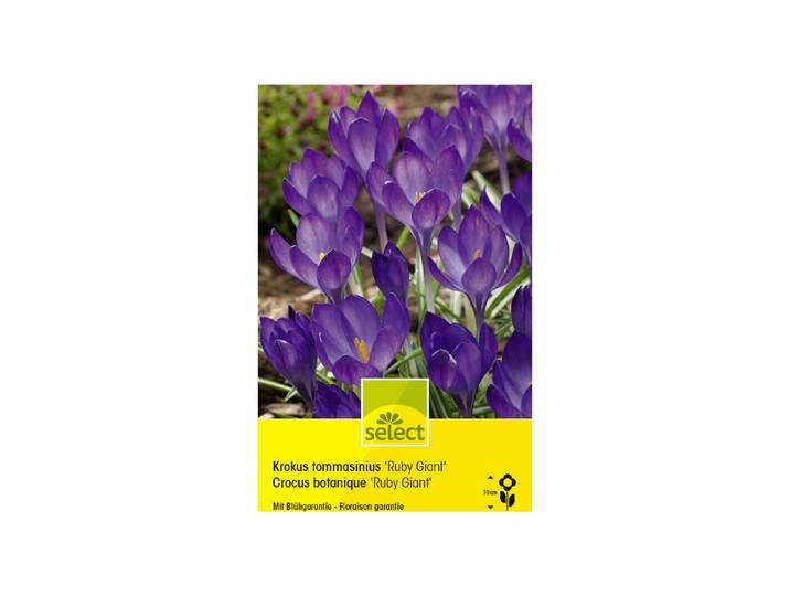 Select Blumenzwiebel Crocus tommasinianus Ruby Giant ''