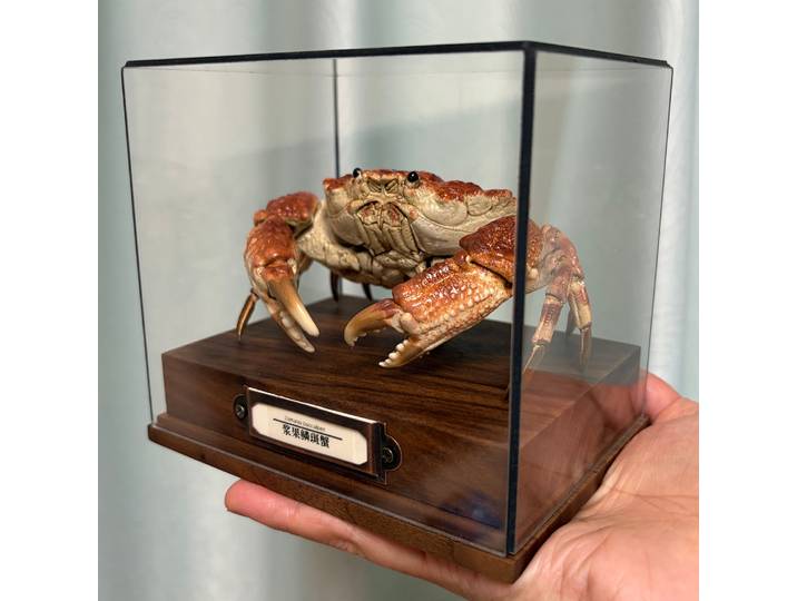 Demania Baccalipes Crabe Spécimen Authentique Crabe Taxidermie Collecteurs uniques Décoration d'intérieur Artisanat Cadeau idéal pour les amateurs de la nature
