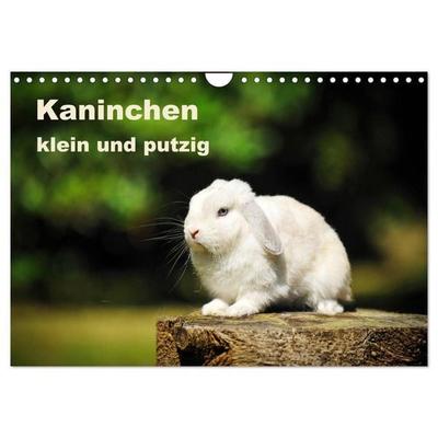 Kaninchen klein und putzig (Wandkalender 2026 DIN A4 quer), CALVENDO Monatskalender