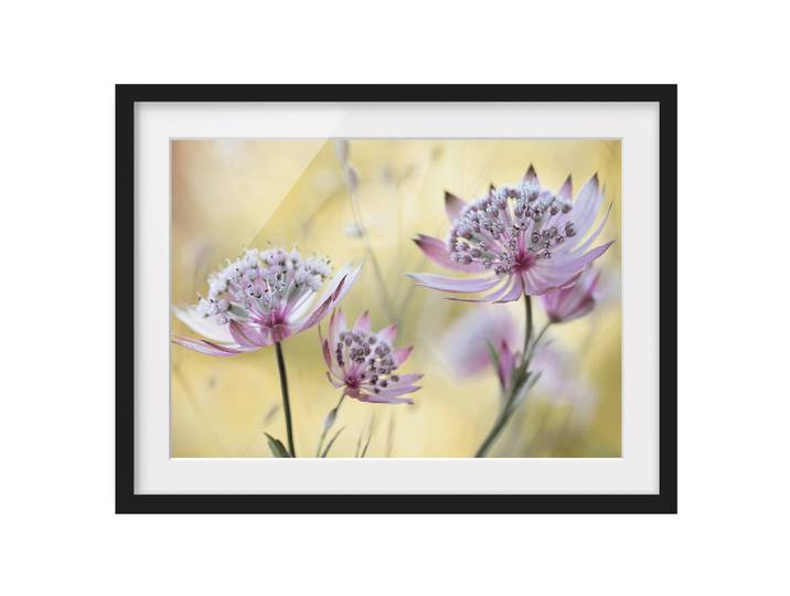 Bild Astrantia Major I Teilmassivholz Kiefer, matt lackiert Violett 55 x 40cm
