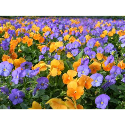 Fototapete PAPERMOON "Farbenfrohe Blumen", bunt, B:4,5m L:2,8m, Vlies, Tapeten