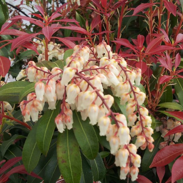 Arborix Pieris japonica Mountain Fire Schaduwbloem Japanse sleutelhanger 30-40 cm in pot