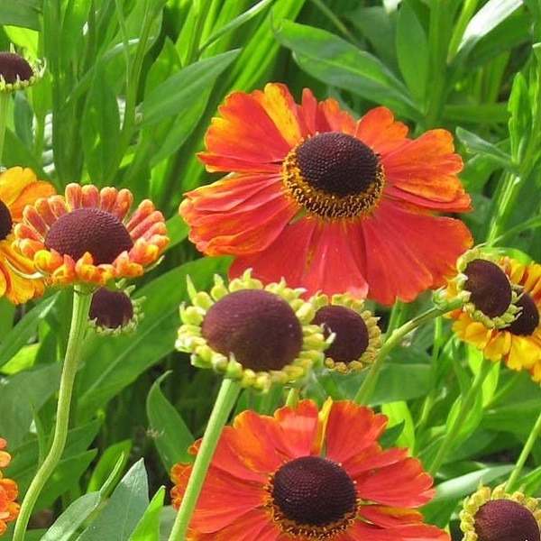 6 x Zonnebloem Helenium Rubinzwerg in pot van 9x9 cm van Arborix
