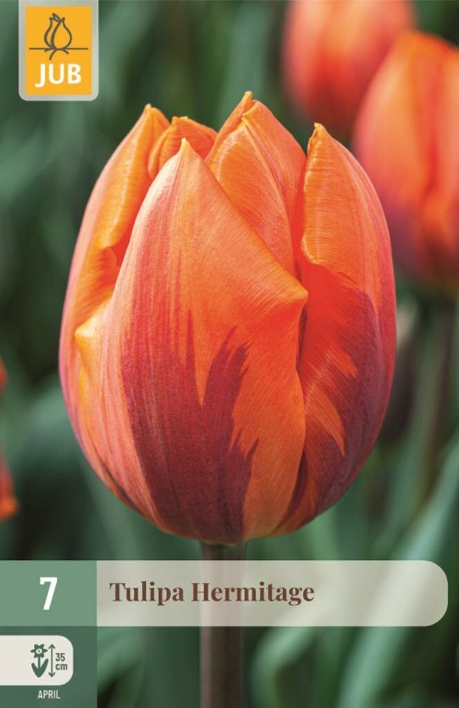 Tulpenbollen Triumph Hermitage 7 stuks