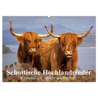 Schottische Hochlandrinder. Freundlich, schön und robust (Wandkalender 2026 DIN A2 quer), CALVENDO Monatskalender