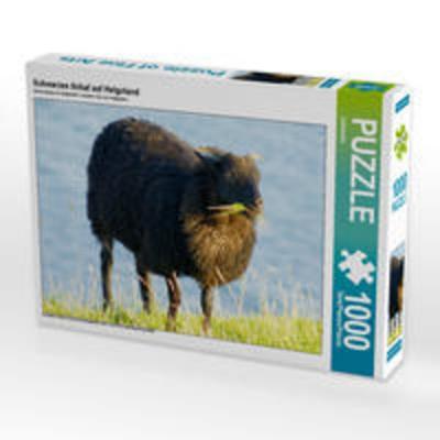 CALVENDO Puzzle Schwarzes Schaf auf Helgoland 1000 Teile Lege-Größe 64 x 48 cm Foto-Puzzle Bild von kattobello