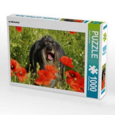 CALVENDO Puzzle Im Mohnfeld 1000 Teile Lege-Größe 64 x 48 cm Foto-Puzzle Bild von Karolin Heepmann