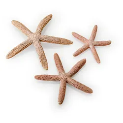 biOrb Seesterne Set 3 natural (48357)