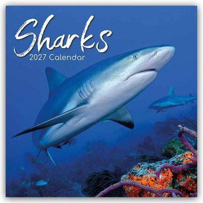 Sharks – Haie 2027 – 16-Monatskalender