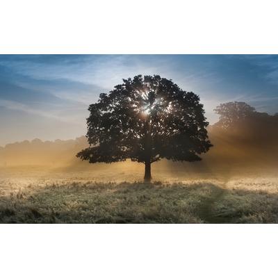 Fototapete PAPERMOON "baum in landschaft", bunt, B:3m L:2,23m, Vlies, Tapeten