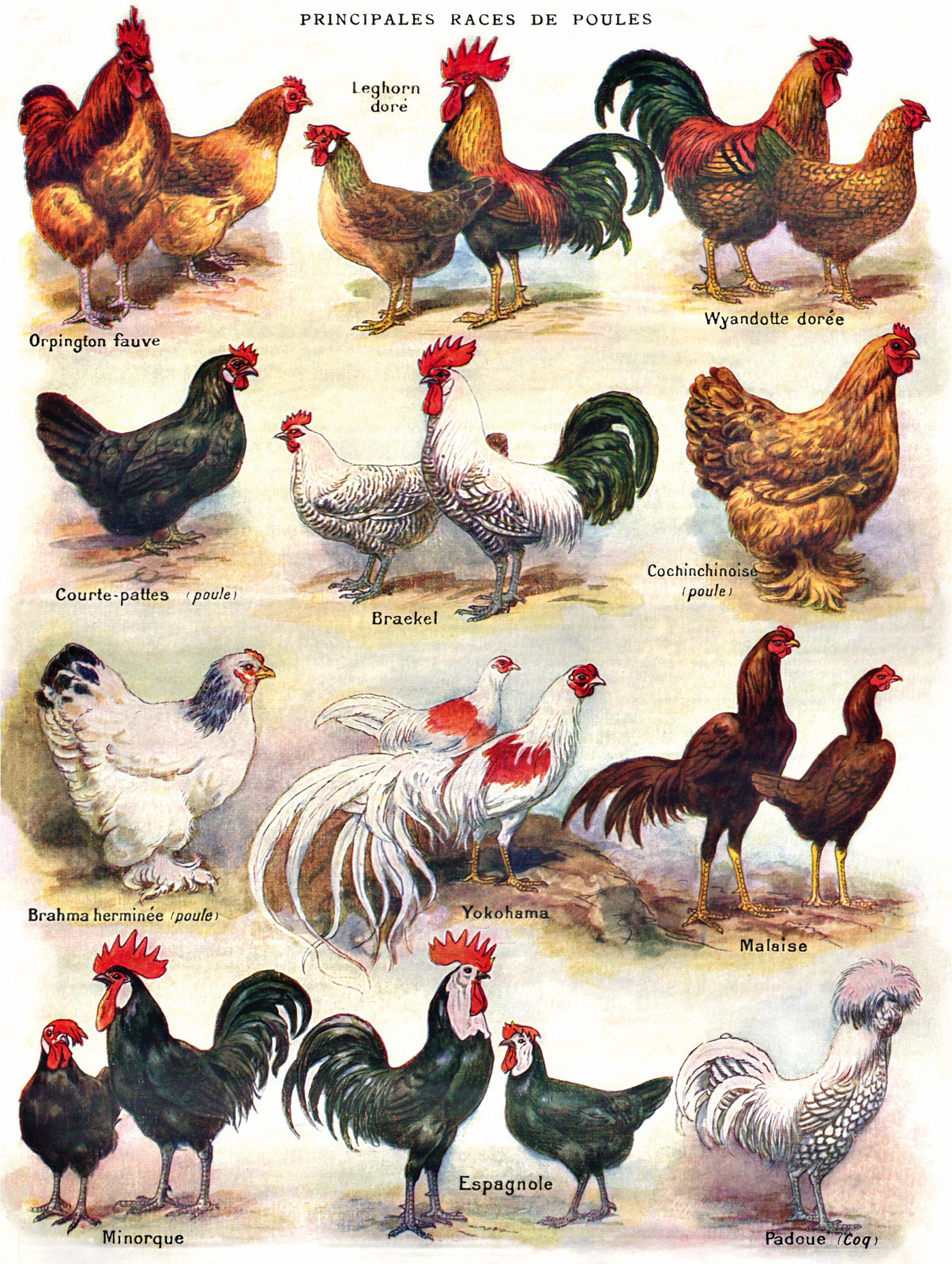 New York Puzzle Company Dierenpuzzel Kippen XXL 500 stukjes Karton