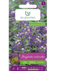 Lila-violette Strand-Platterbse