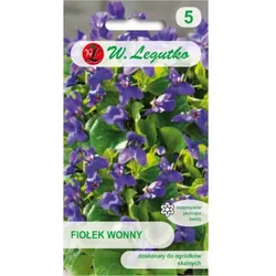 Duftendes Veilchen – violett
