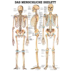 anat. Mini-Poster: Das Skelett 24 x 34 cm, Papier