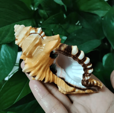 Uplift Curations Natural Triton Sea Shell Cymatium Lotorium Conch Decor & Aquarium Ornament 3.153.94 In