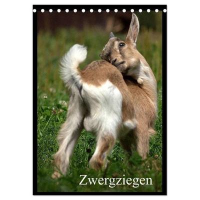 Zwergziegen (Tischkalender 2026 DIN A5 hoch), CALVENDO Monatskalender