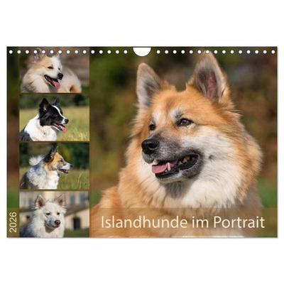 Islandhunde im Portrait (Wandkalender 2026 DIN A4 quer), CALVENDO Monatskalender